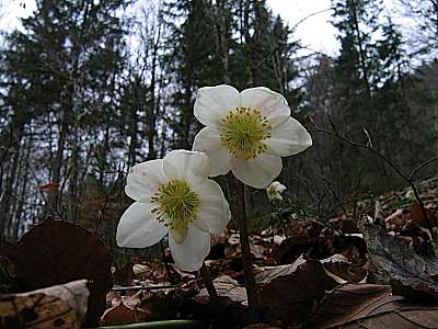 Schneerose 18.02.2008 Feuerköpfl