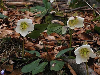 Schneerose 18.02.2008 Feuerköpfl