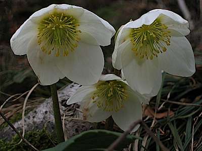 Schneerose 18.02.2008 Feuerköpfl