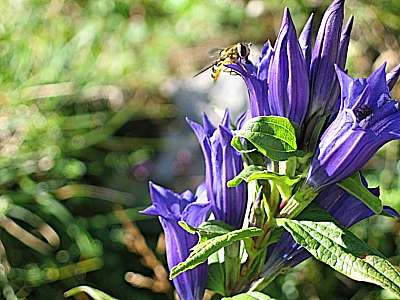 Schwalbenwurz Enzian 29.08.2005 Brauneck