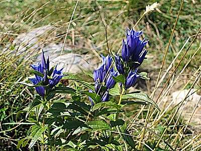 Schwalbenwurz Enzian 09.07.2005 Hochries