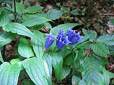 Schwalbenwurz Enzian 05.09.2006 Brünnstein