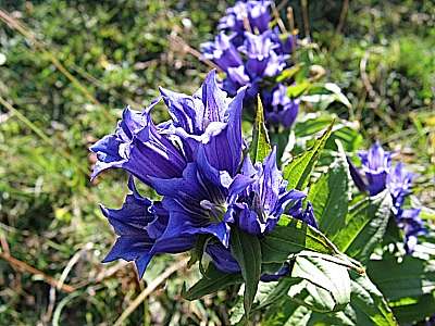 Schwalbenwurz Enzian 05.09.2006 Brünnstein