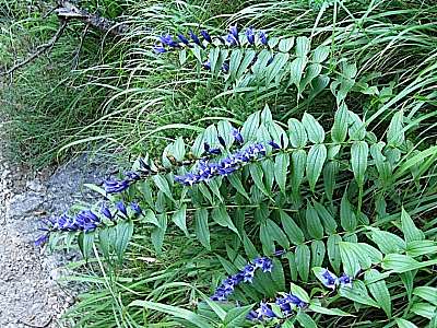 Schwalbenwurz Enzian 08.09.2009 Heimgarten