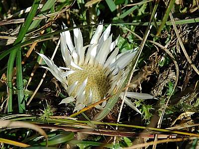 Silberdistel 27.09.2009 Hohes Brett