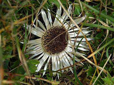 Silberdistel 27.9.2009 Hohes Brett