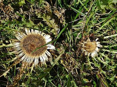 Silberdistel 27.9.2009 Hohes Brett
