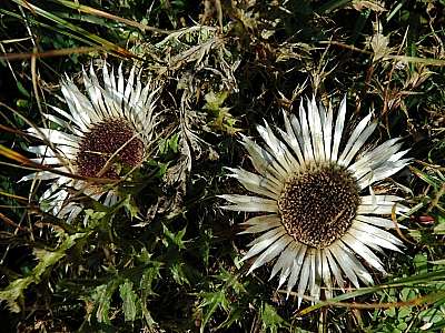 Silberdistel 27.9.2009 Hohes Brett