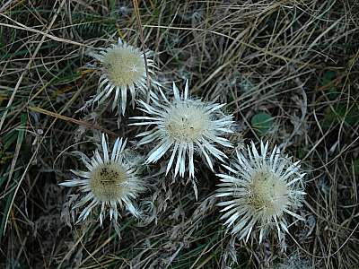 Silberdistel 2.12.2006 Teufelst&auml;ttkopf