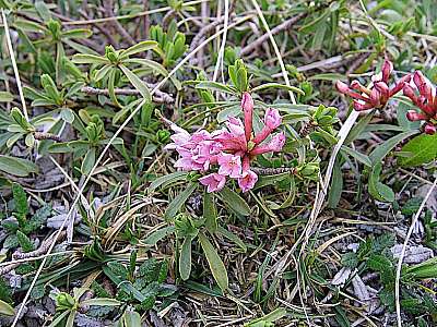 Steinröschen 08.06.2006 Brecherspitze