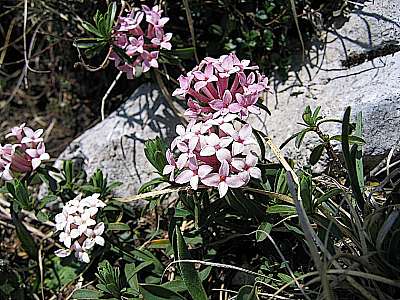 Steinröschen 13.05.2007 Benediktenwand