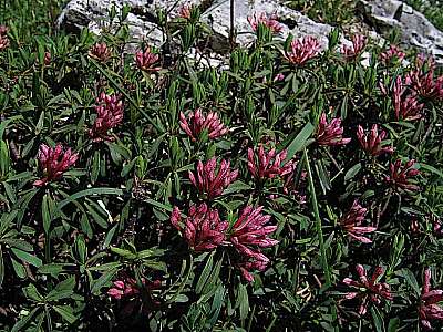 Steinröschen 29.06.2008 Kompar