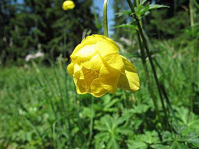 Blüte einer Trollblume