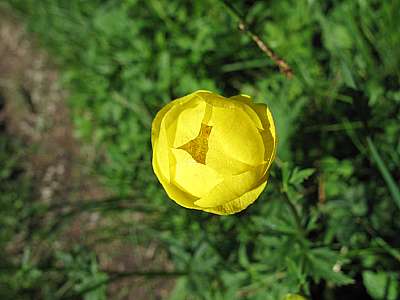 Blüte einer Trollblume