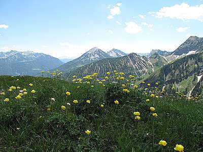 Trollblumen auf der Hochplatte am Achensee (16.06.2012)