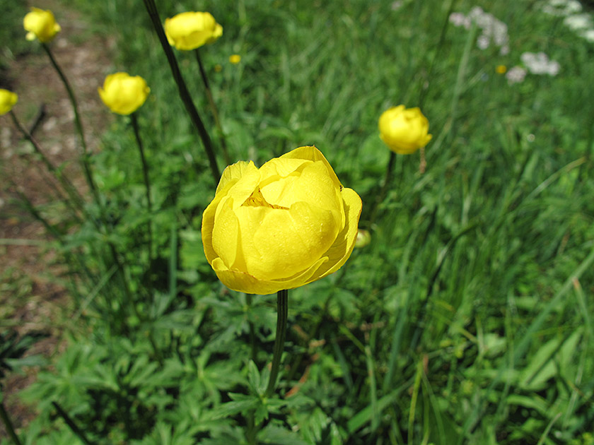Trollblume