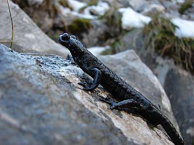 Alpensalamander in den Loferer Steinbergen