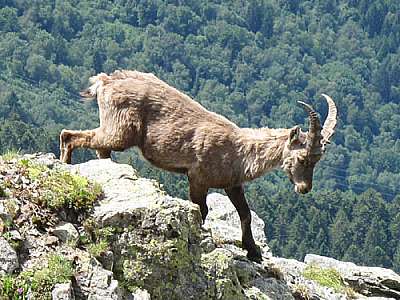 Alpensteinbock Monte Legnone 24.06.2009