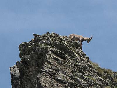 Alpensteinbock Monte Legnone 24.06.2009