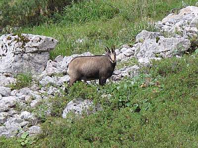 Gämse nahe des Stripsenjoch