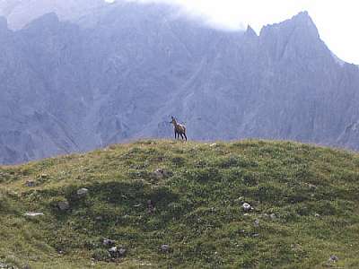 Gämse am Watzmann nahe Wimbachgries