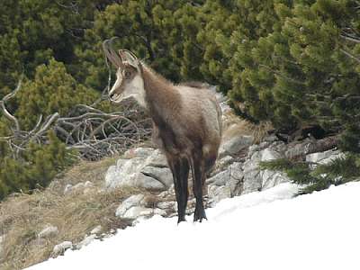 Gämse 11.05.2008 Becco di Filadonna