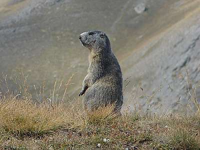Murmeltier zwischen Col Vieux und Lac Foréant