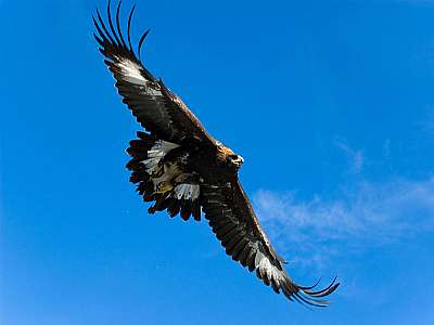 Junger Steinadler mit weißer Zeichnung