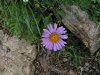 Alpen Aster 05.08.2009 Krottenkopf