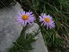 Alpen Aster 05.08.2009 Krottenkopf