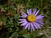 Alpen-Aster