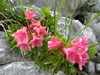 Bewimperte Alpenrose 26.07.08 Hochplatte