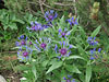Berg-Flockenblume