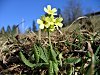 Hohe Schlüsselblume 13.03.2007 Schwarzenberg