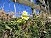 Hohe Schlüsselblume 13.03.2007 Schwarzenberg