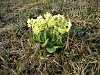 Hohe Schlüsselblume 15.3.2007 Heuberg