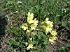 Hohe Schlüsselblume 21.4.2006 Schwarzenberg