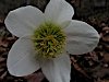 Schneerose 18.02.2008 Feuerköpfl
