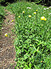 Trollblume am Grasleitenkopf (19.06.2012)