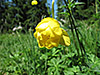 Blüte einer Trollblume
