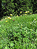 Trollblume