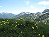 Trollblumen auf der Hochplatte am Achensee (16.06.2012)