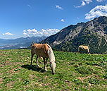 Haflinger unterhalb der Hochalpbahn