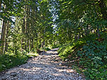 Wir überqueren den Forstweg und wandern durch den Wald weiter aufwärts
