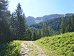 Nach dem Wald...