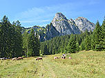 Ein zu Beginn flacher Wiesenweg leitet uns auf den Aggenstein zu