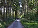 Gleich nach einer Brücke biegen wir rechts in einen Waldweg ein