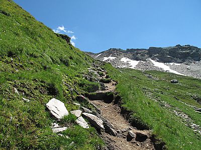 Über satte Almwiesen...