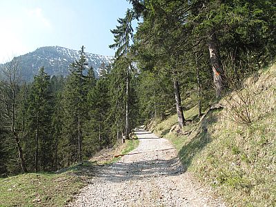 ...über den sonnigen Forstweg