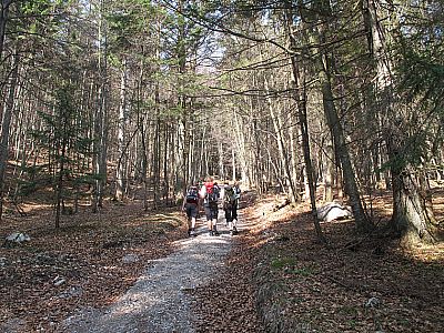Im Bergwald geht es nun steil bergauf